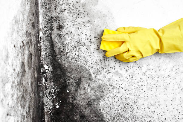 Best Biohazard Mold Removal  in USA